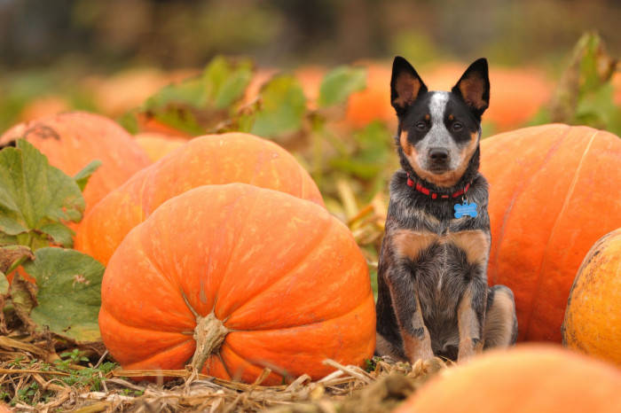 Fall Halloween Dog Surrounded By Pumpkins Wallpaper