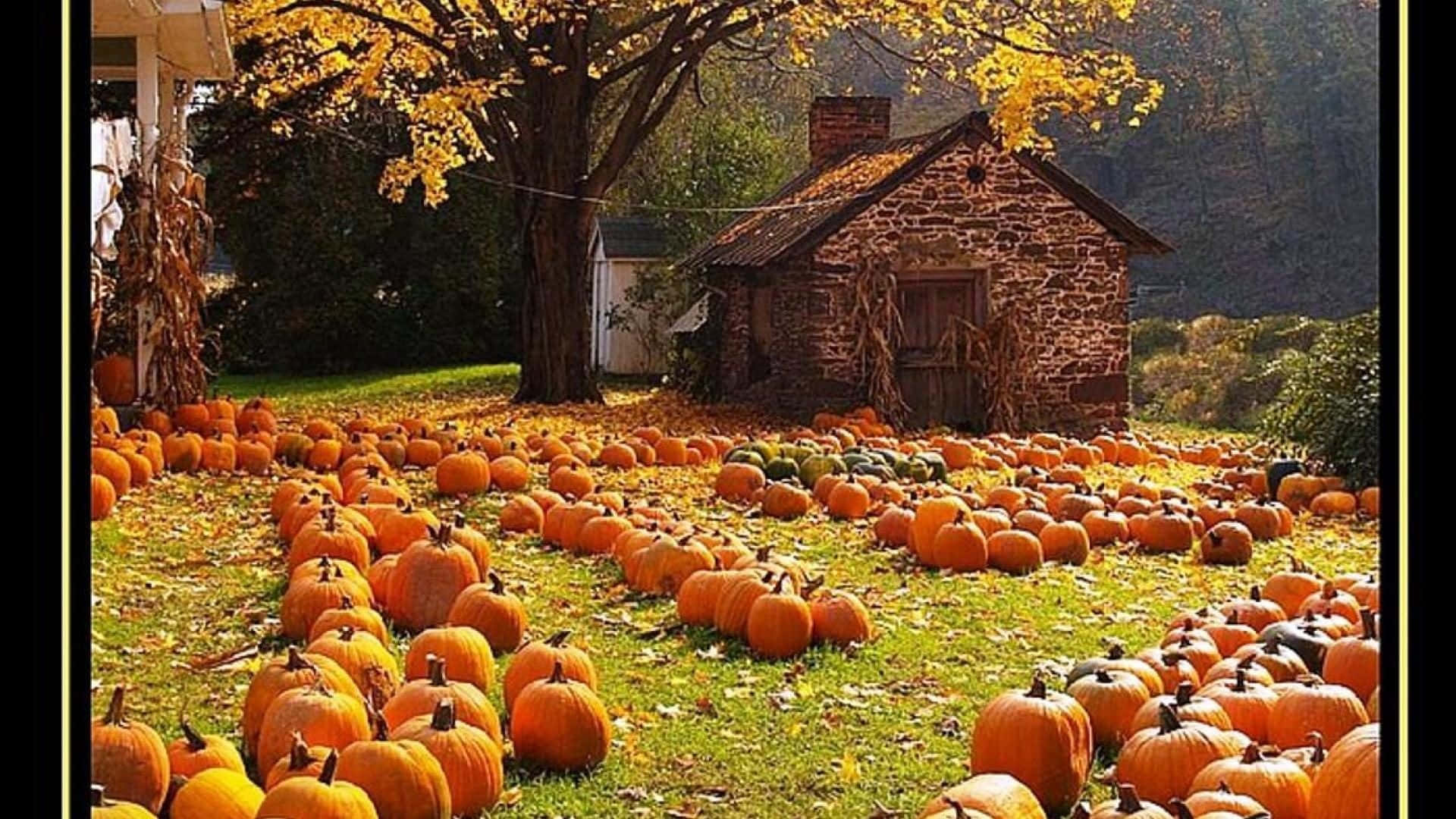 Bountiful Fall Harvest Spread Wallpaper