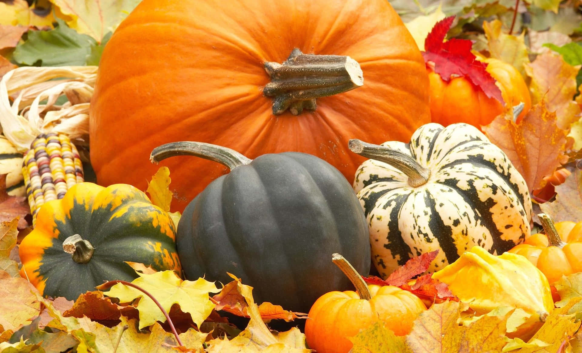 A bountiful fall harvest set amid a warm, autumnal landscape. Wallpaper