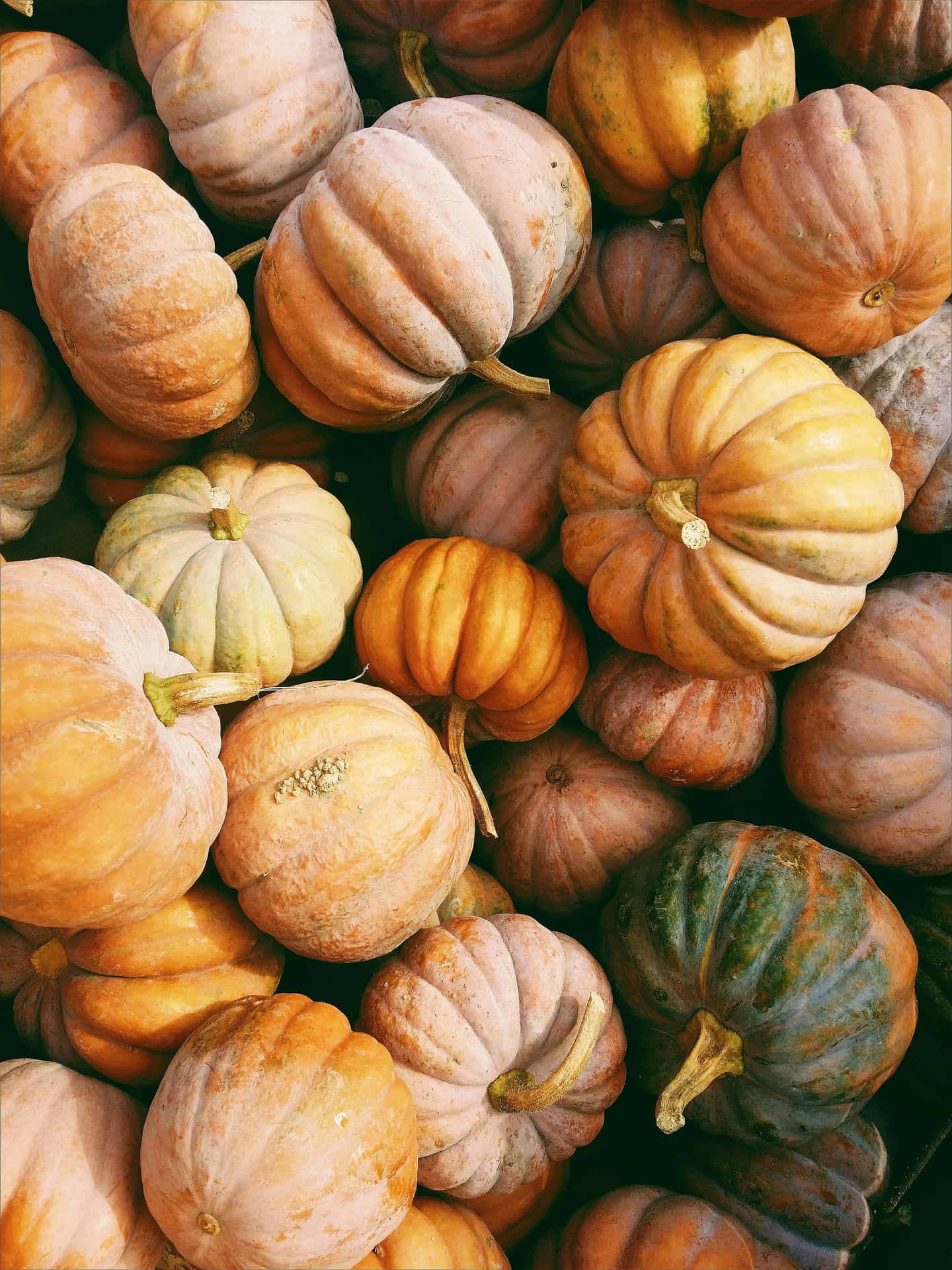 Herfst Oogst: Een Seizoen Van Overvloed Achtergrond