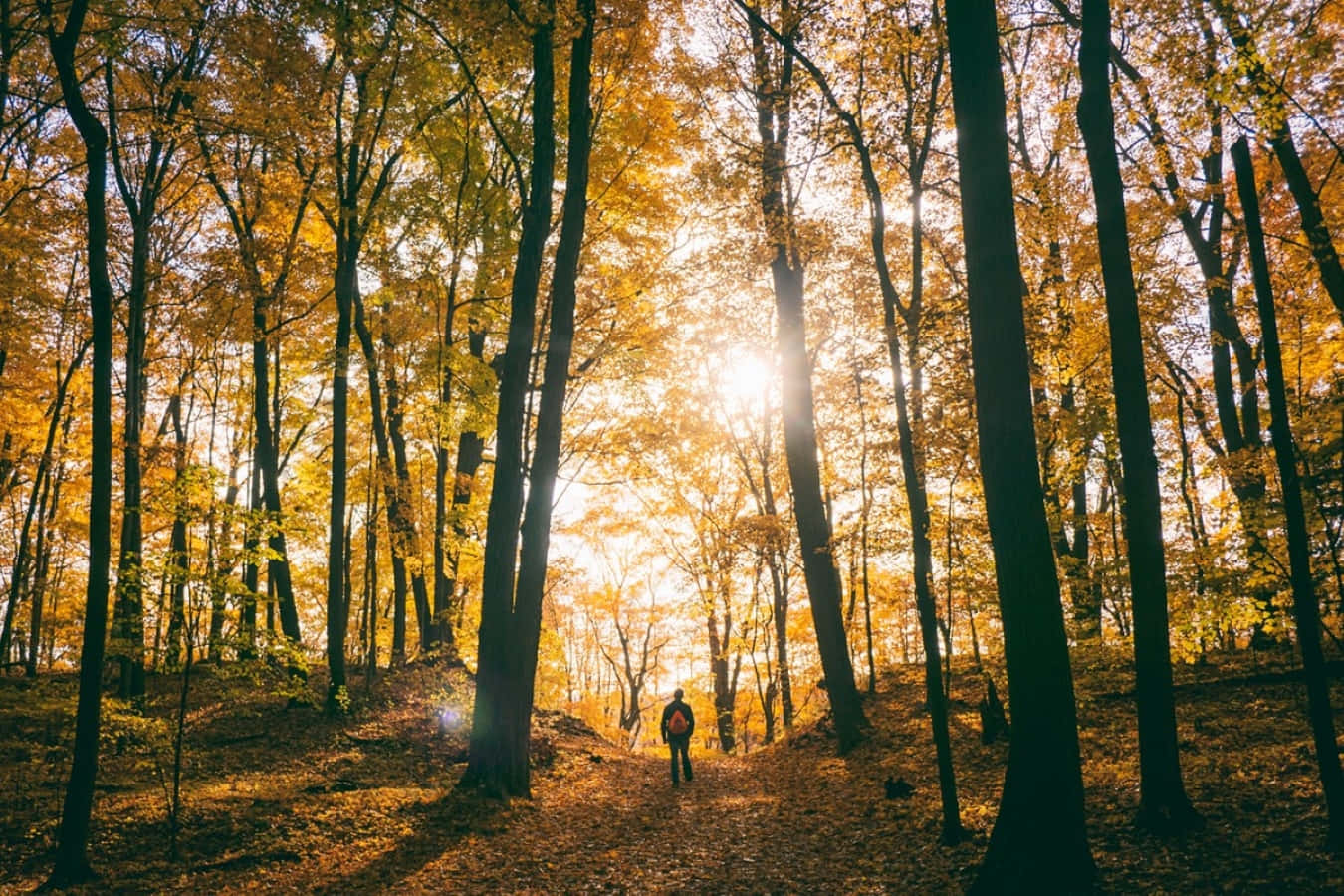 A group of hikers enjoying a scenic autumn trail Wallpaper