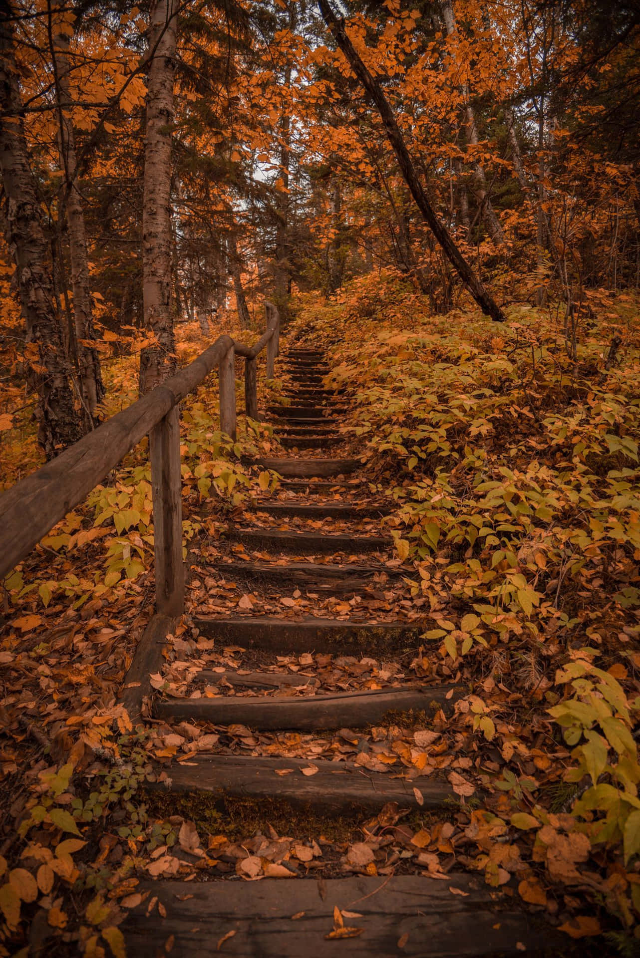 Scenic Fall Hike on a Forest Trail Wallpaper