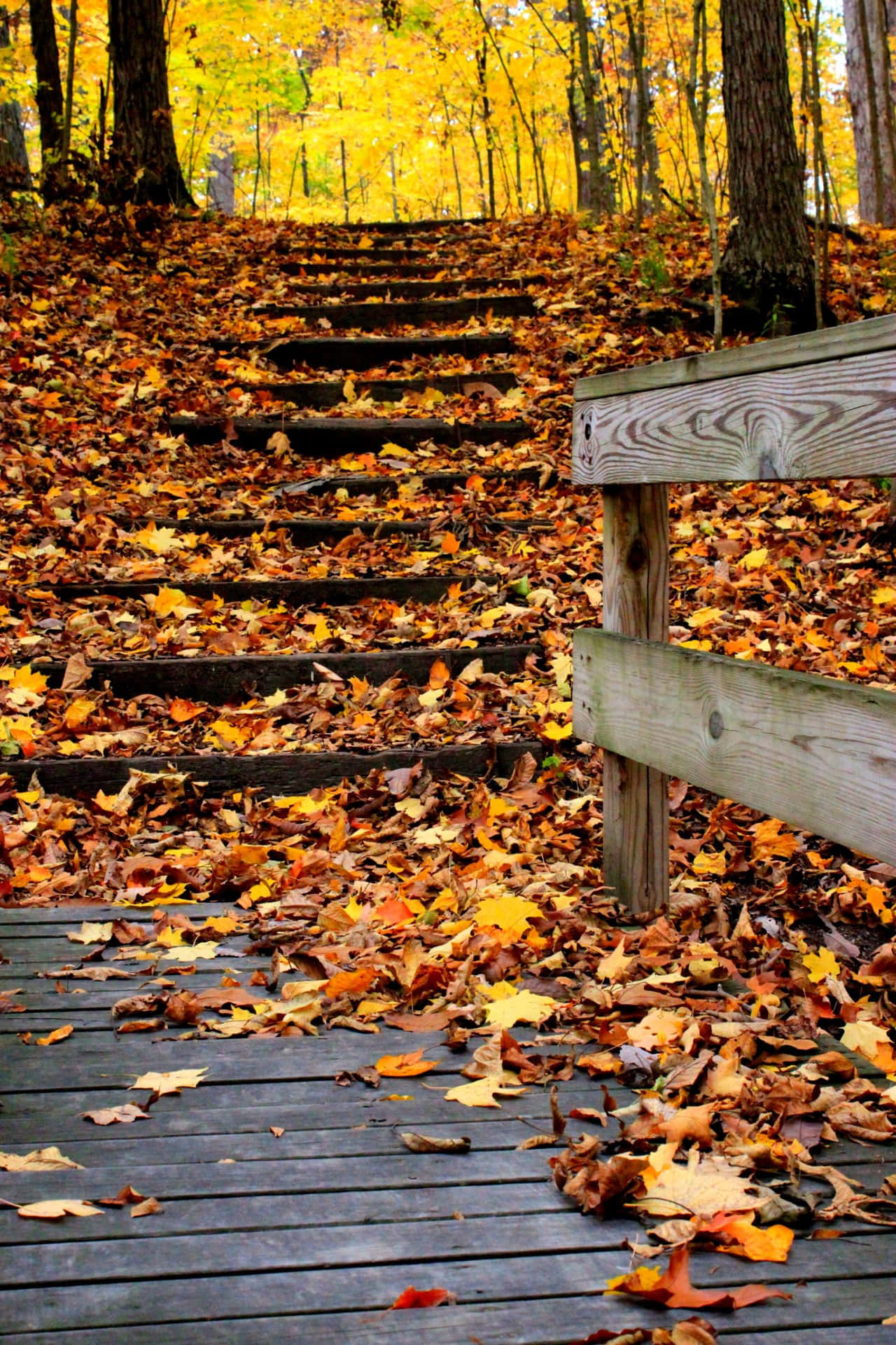 Une Belle Randonnée D'automne Sur Un Sentier Forestier Vibrant Fond d'écran