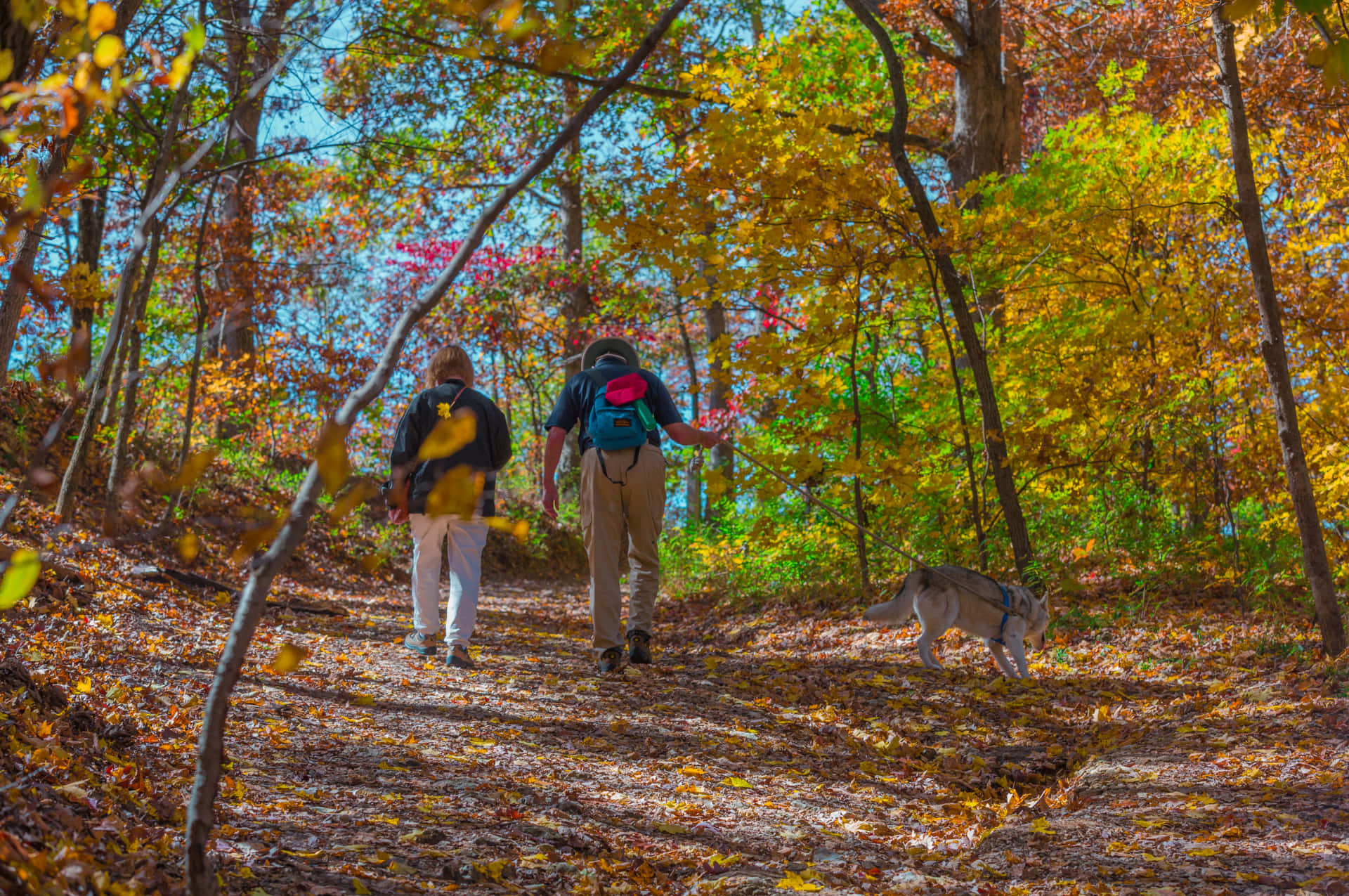 Breathtaking Fall Hike through a Forest Wallpaper