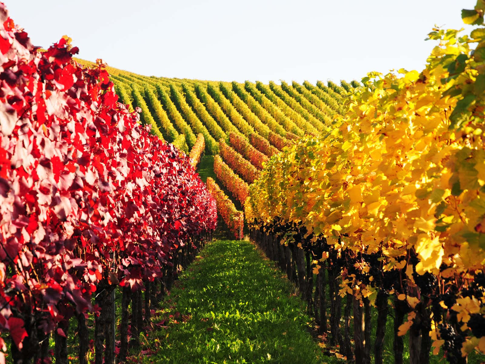 Fall In Vineyard Wallpaper