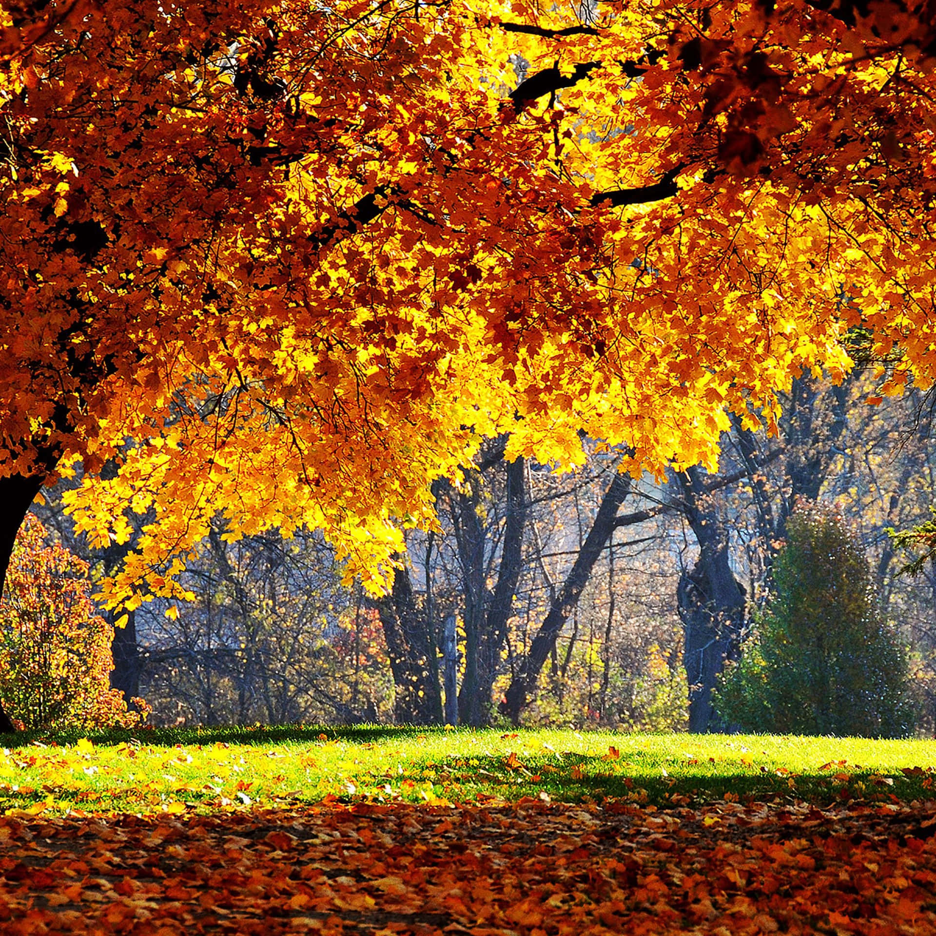 Vivila Bellezza Dell'autunno Con Un Nuovo Ipad Sfondo