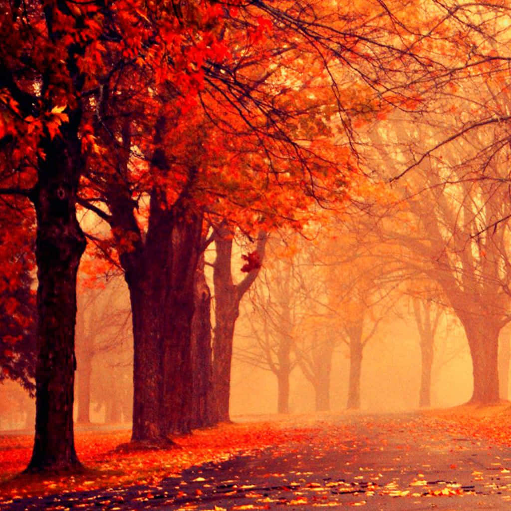 Folhasde Outono Em Uma Estrada Na Névoa. Papel de Parede