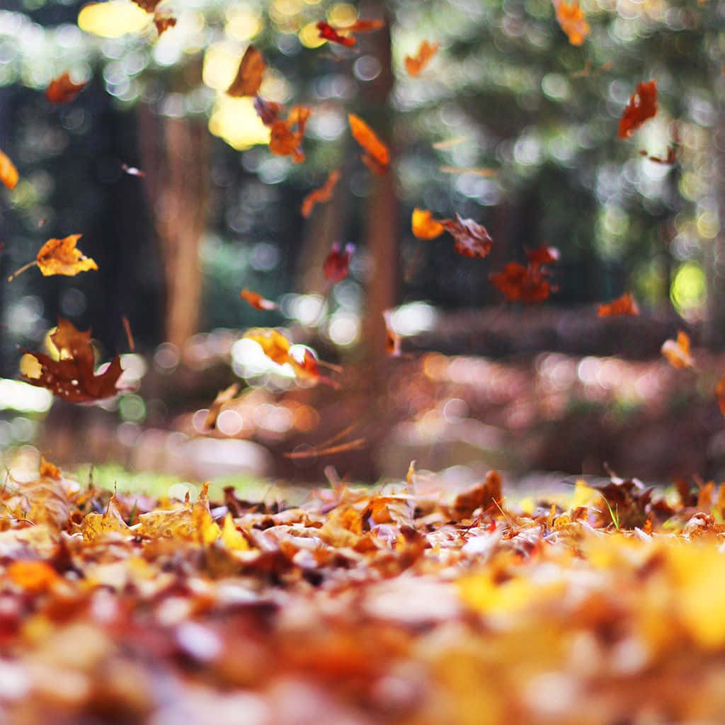 Entspannensie Sich Und Genießen Sie Das Laub Mit Ihrem Herbst-ipad. Wallpaper