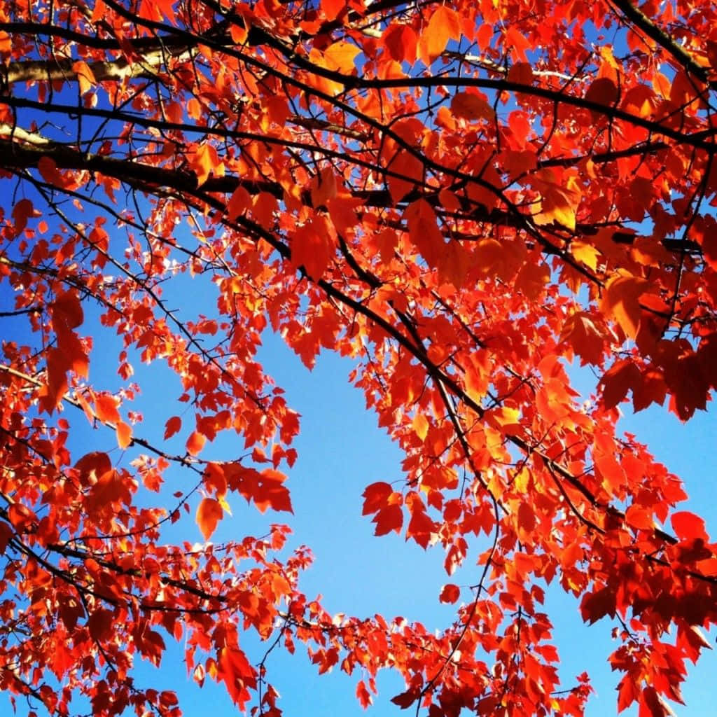 Enjoy the vibrant colors of Fall with the all new iPad Wallpaper