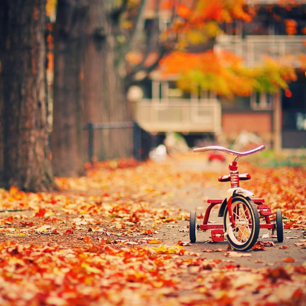 Verleihensie Ihrem Leben Einen Hauch Von Schönheit Mit Dem Wunderschönen Herbst-ipad Wallpaper