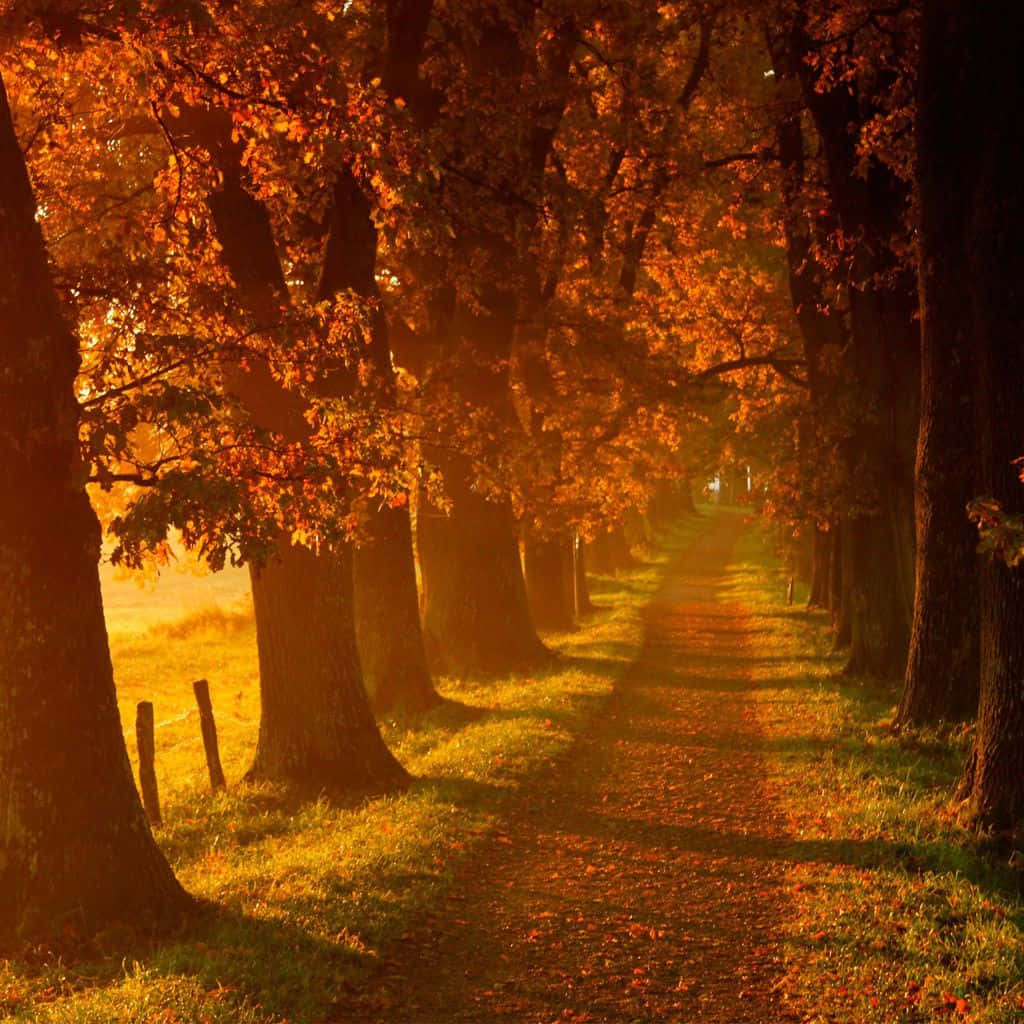 Feel The Breeze Of Autumn With A New Ipad Wallpaper