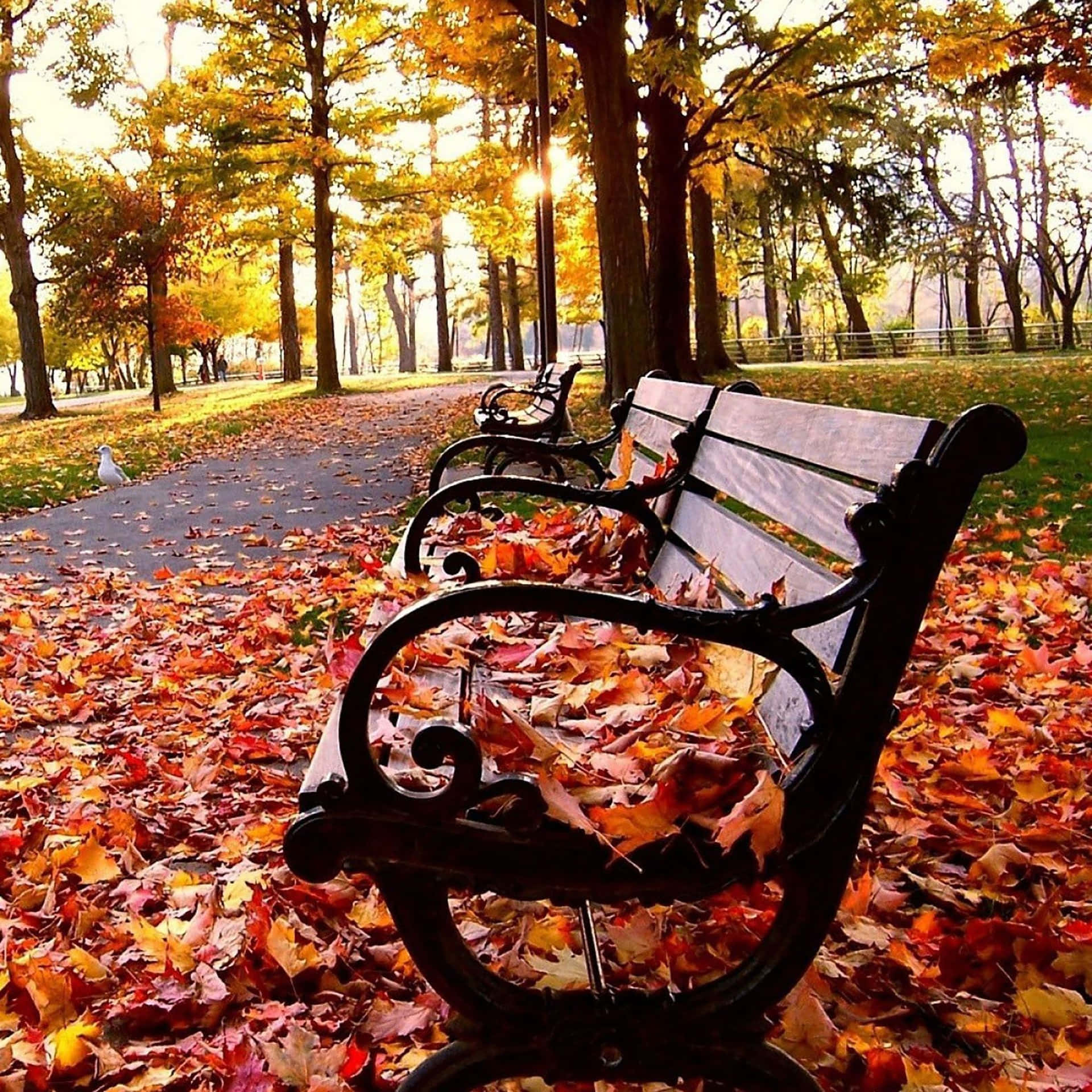 Fall iPad Bench With Autumn Leaves Wallpaper