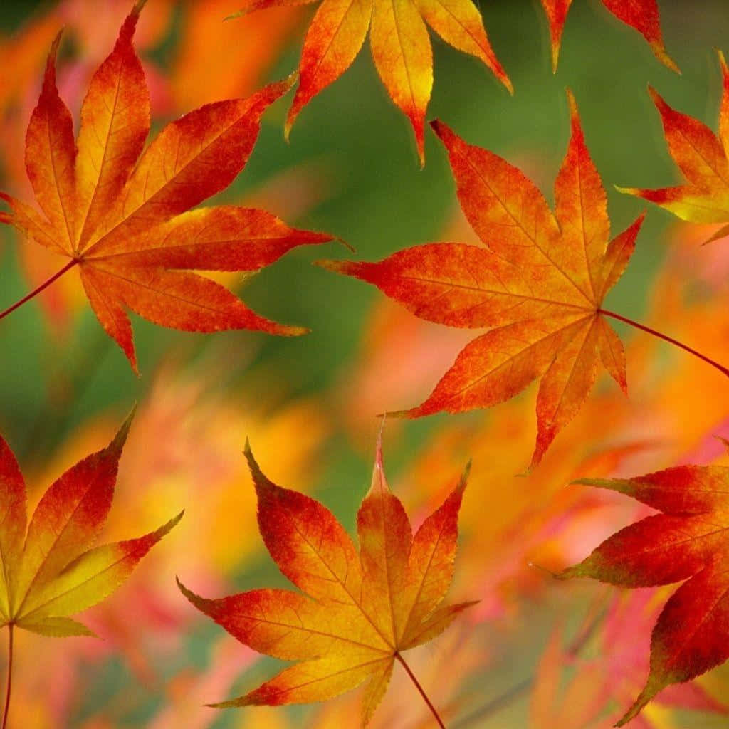 Herbstblätterhintergrundbild - Hintergrundbilder Für Den Desktop Wallpaper