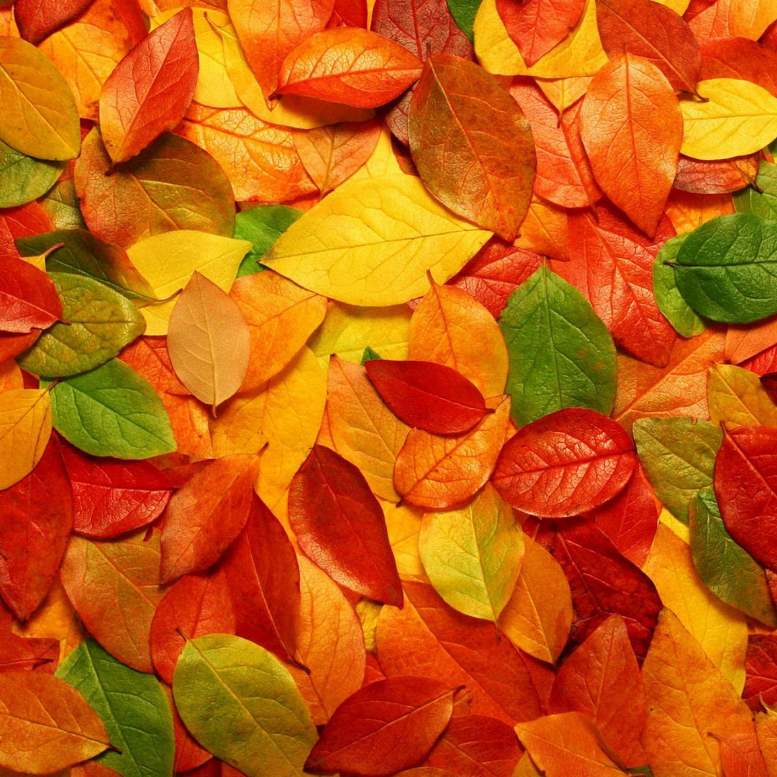 Gør dig klar til efteråret med Ipad blade tapet. Wallpaper
