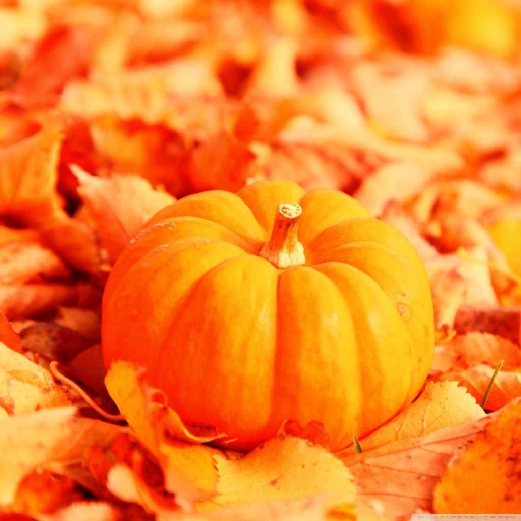 Fall iPad Pumpkin On Leaves Wallpaper