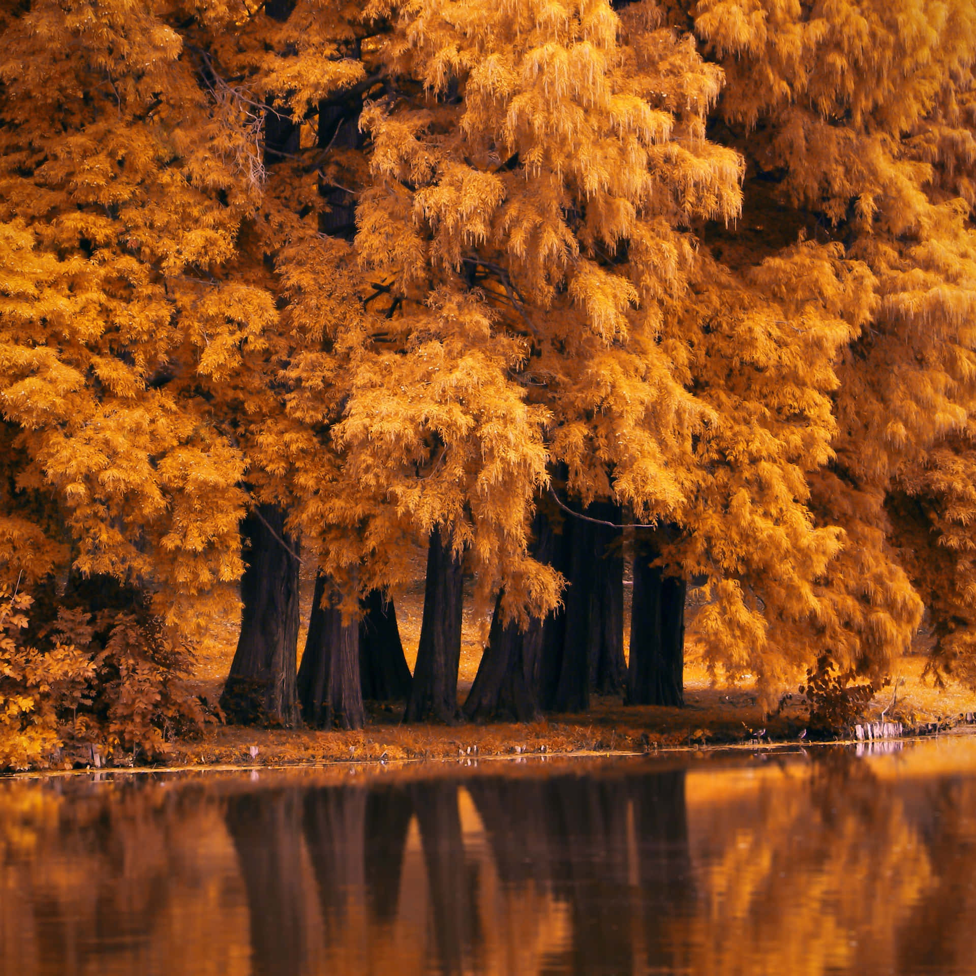 Experience a beautiful autumn with a handheld companion Wallpaper