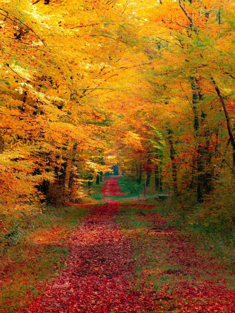 Genießedie Schönheit Der Jahreszeit Mit Einem Herbstlichen Ipad-hintergrundbild Wallpaper