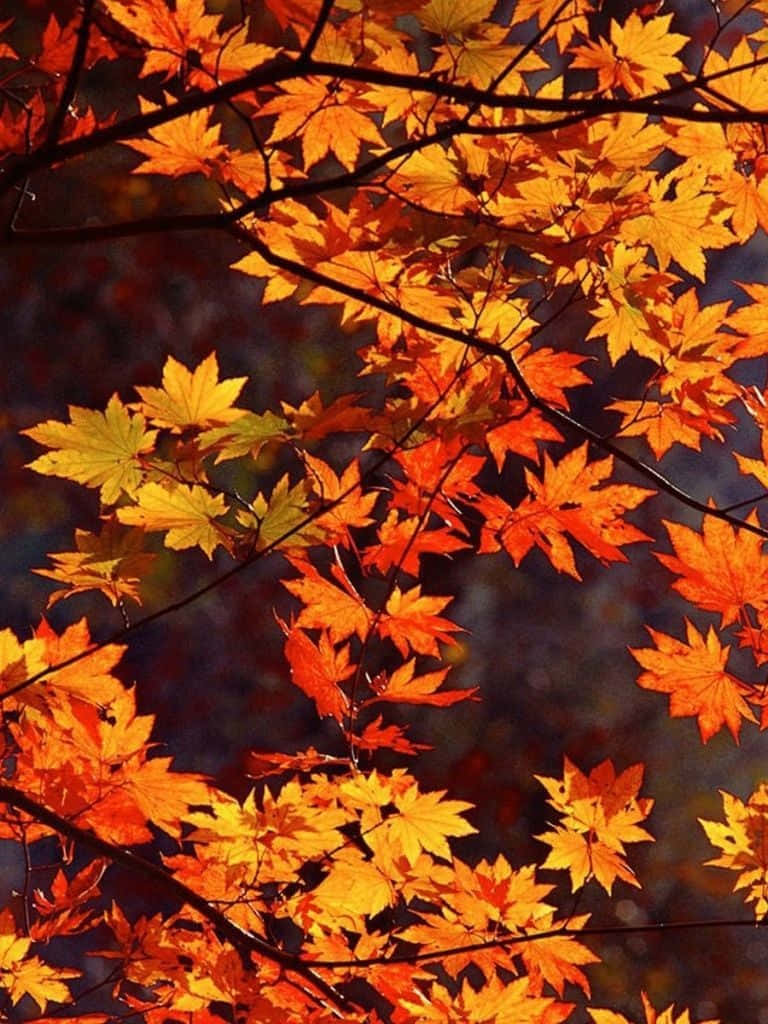 Fall Tree Leaf Autumn Nature Mountain iPad Air HD phone wallpaper  Pxfuel