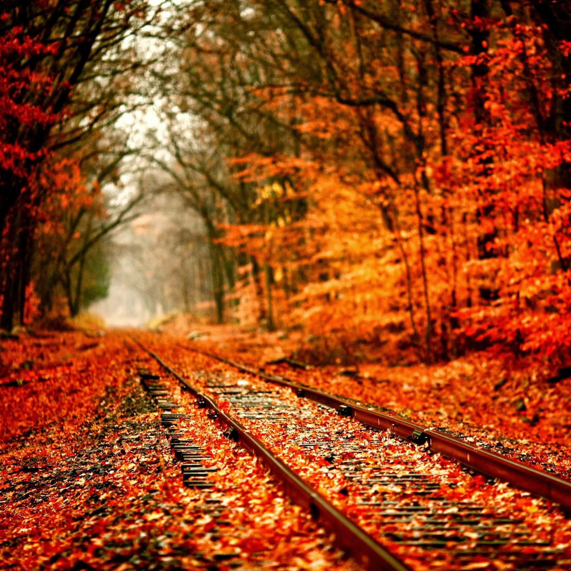 Fall Ipad Train Tracks In Forest Wallpaper