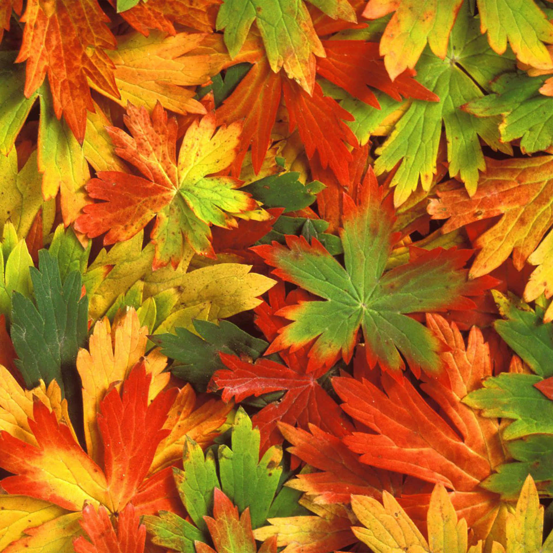 Efteråret blade i en bunke tjener som baggrund Wallpaper