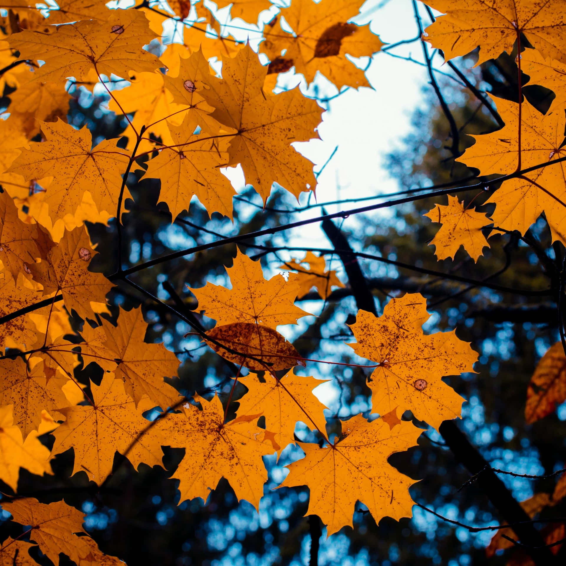 Autumn wallpapers for iPhone and iPad