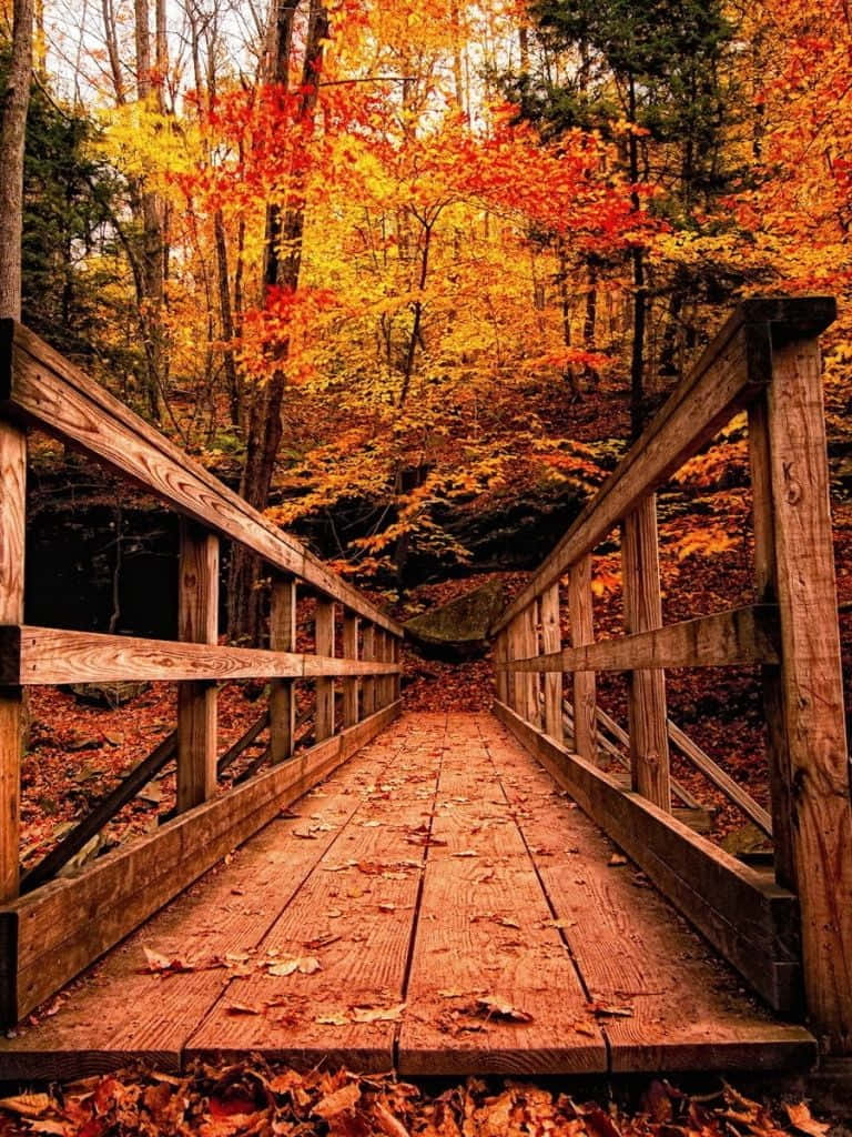 Enjoy the vibrant colors of Fall with this Ipad Wallpaper