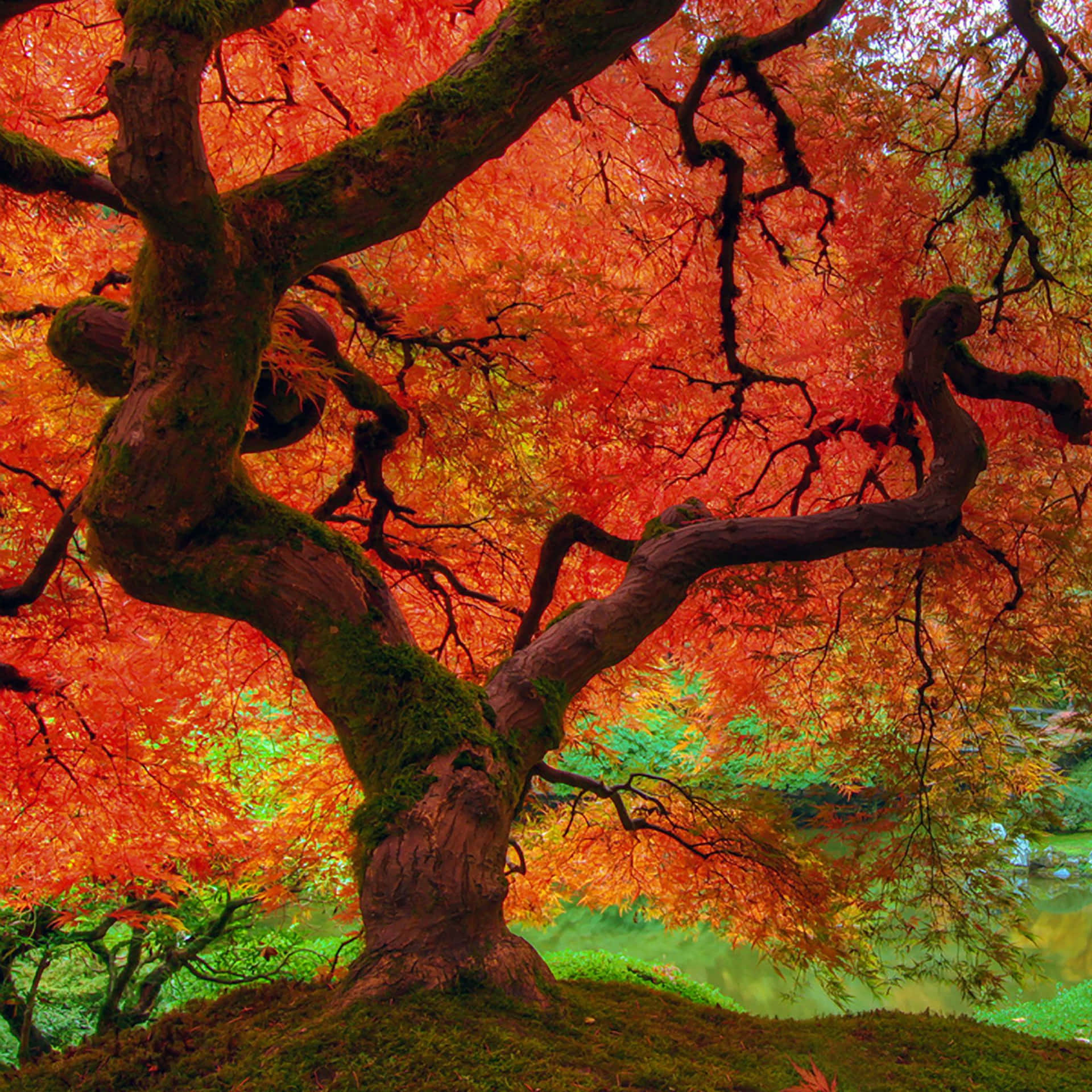 Enjoy the changing colors of Fall with the Ipad Wallpaper