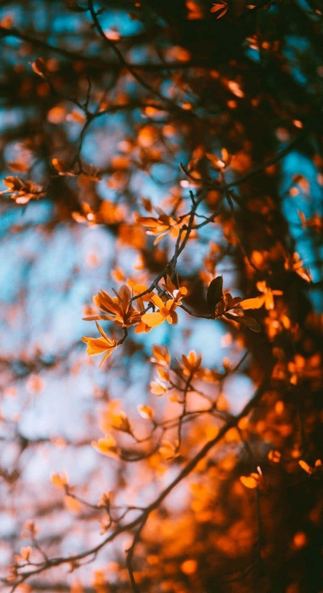 A Blurry Image Of A Tree With Leaves