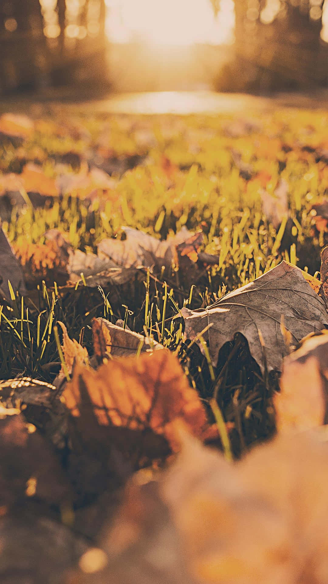Get ready for Fall with this stunning iPhone background