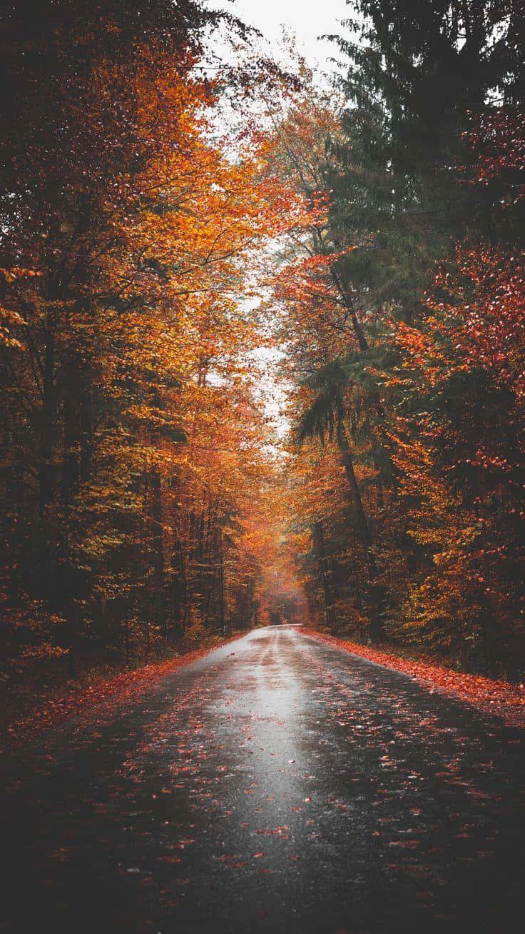 Capture the beauty of fall with this iPhone background