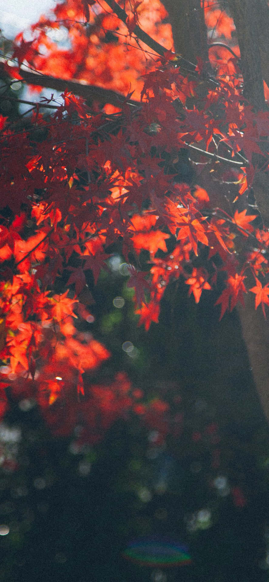 Herbstschönheitin Der Natur