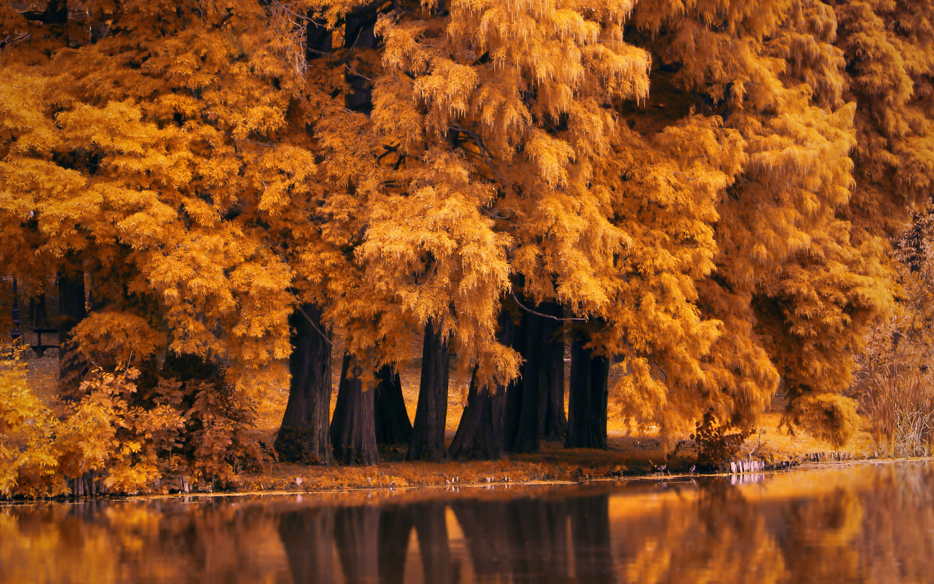 Serene Fall Lake - Golden Hour Reflections Wallpaper
