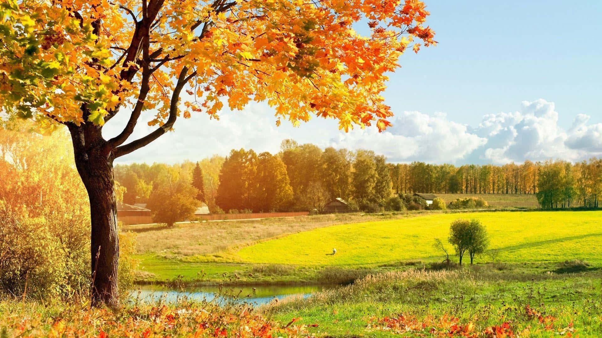 Mesmerizing Fall Landscape in Full Bloom Wallpaper