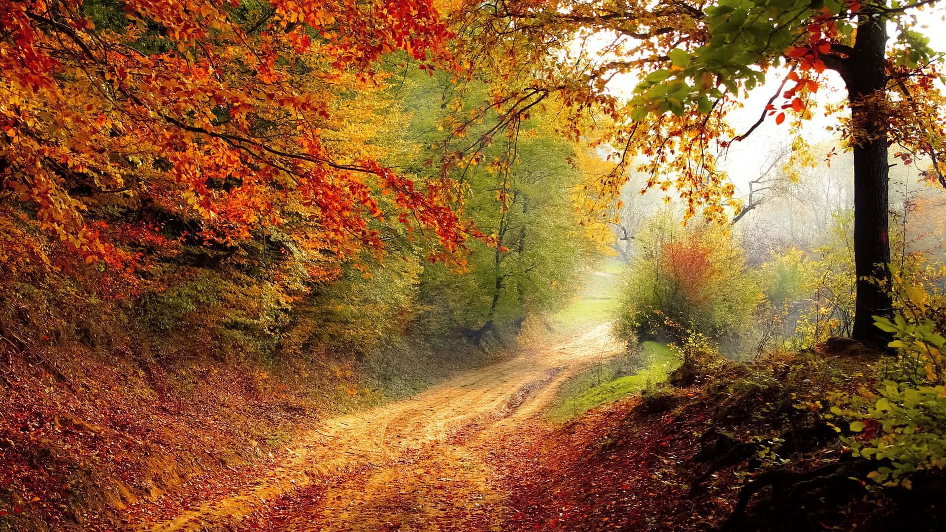 A Dirt Road In The Forest With Autumn Leaves Wallpaper