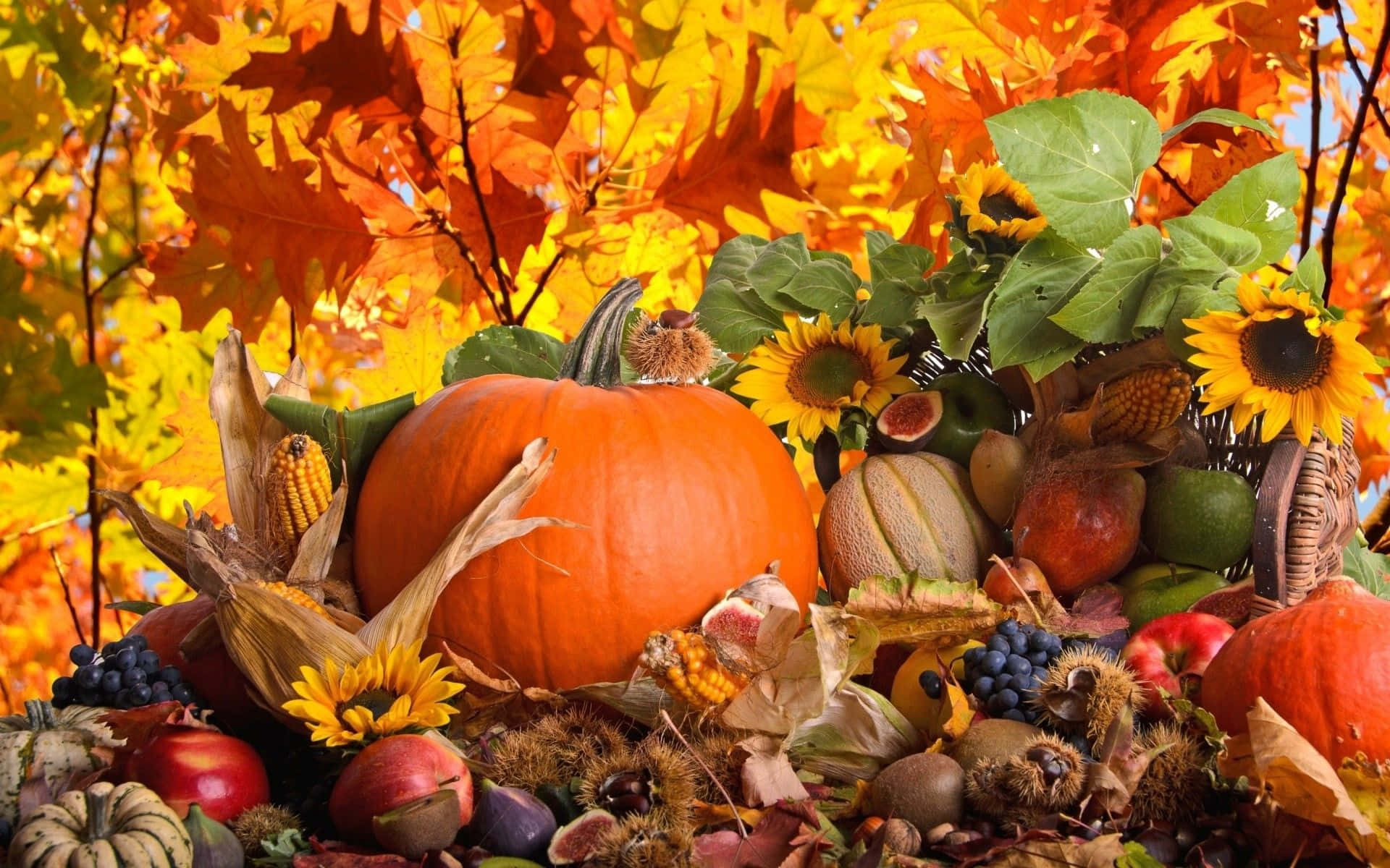 A Group Of Pumpkins, Sunflowers, And Other Fall Vegetables Wallpaper