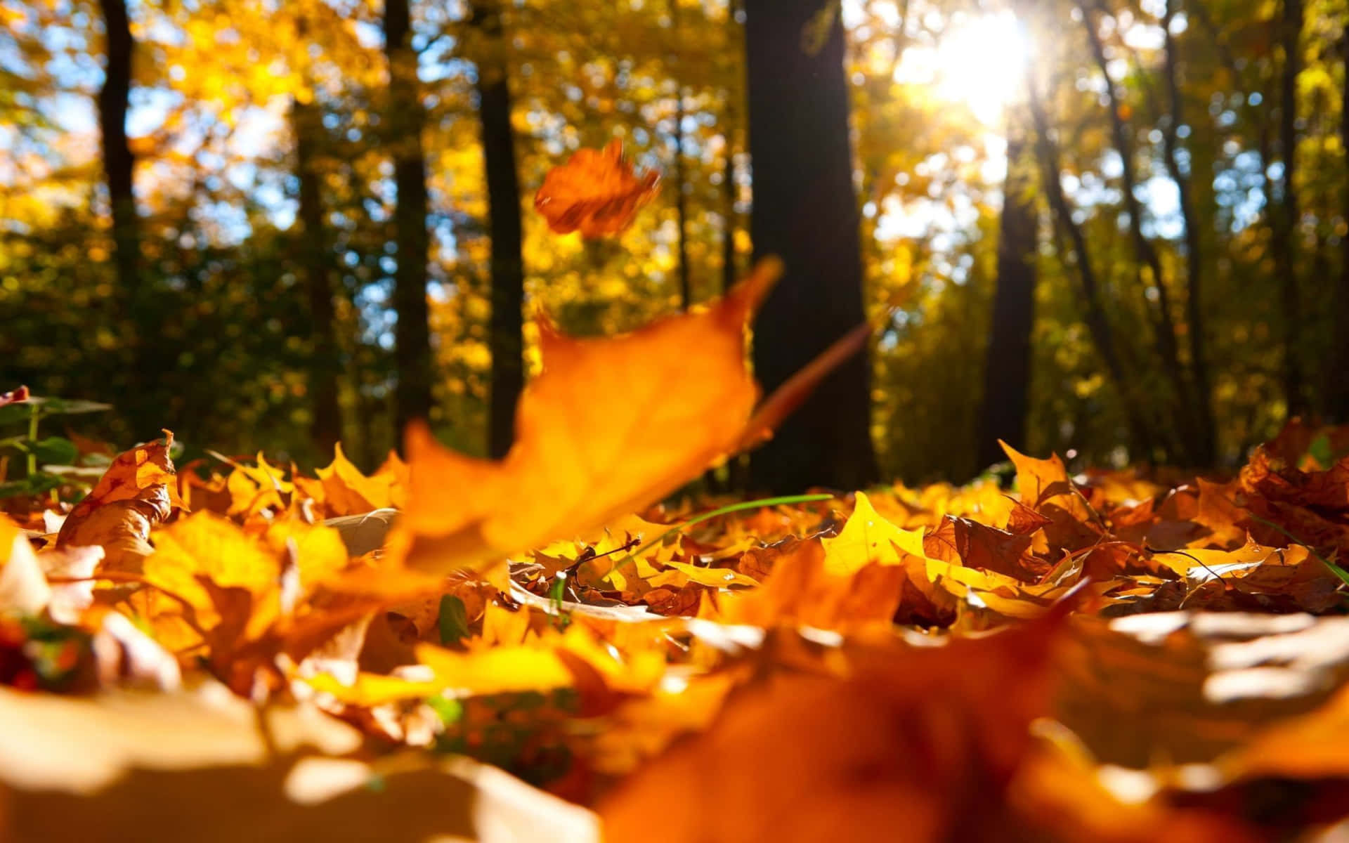Unlaptop Tra L'ambiente Vivace Dell'autunno Sfondo