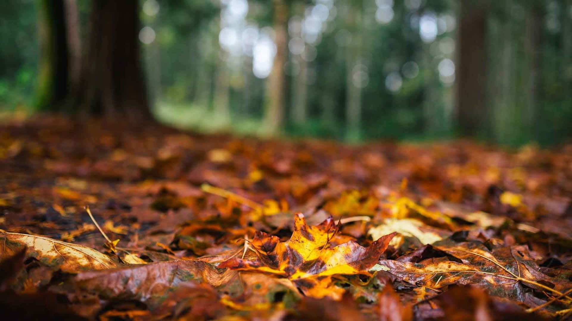 Herbstlicheslaptop Mit Einem Bokeh-aufnahme Von Getrockneten Blättern. Wallpaper
