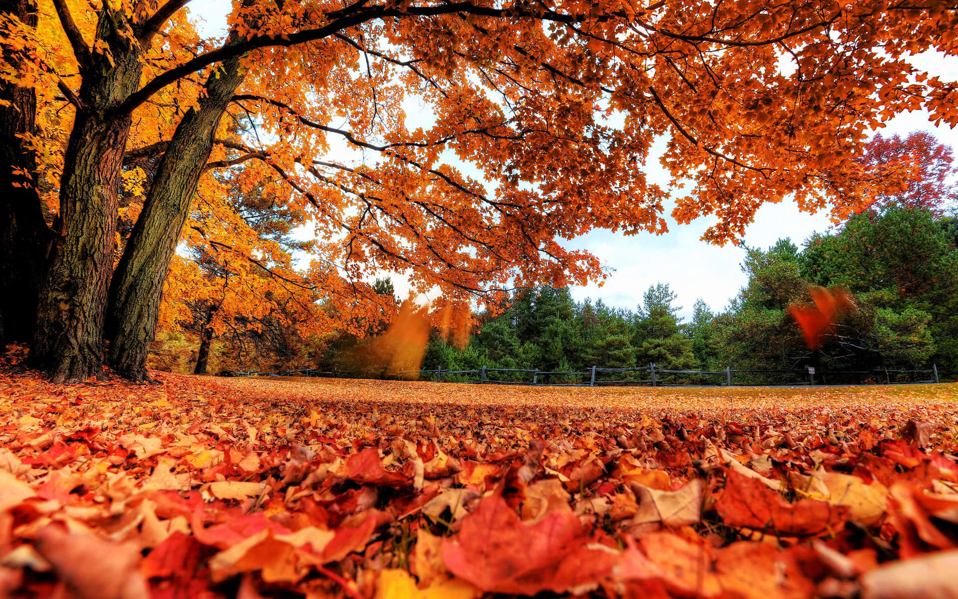 Picturesque Low Angle View Fall Laptop Display Wallpaper