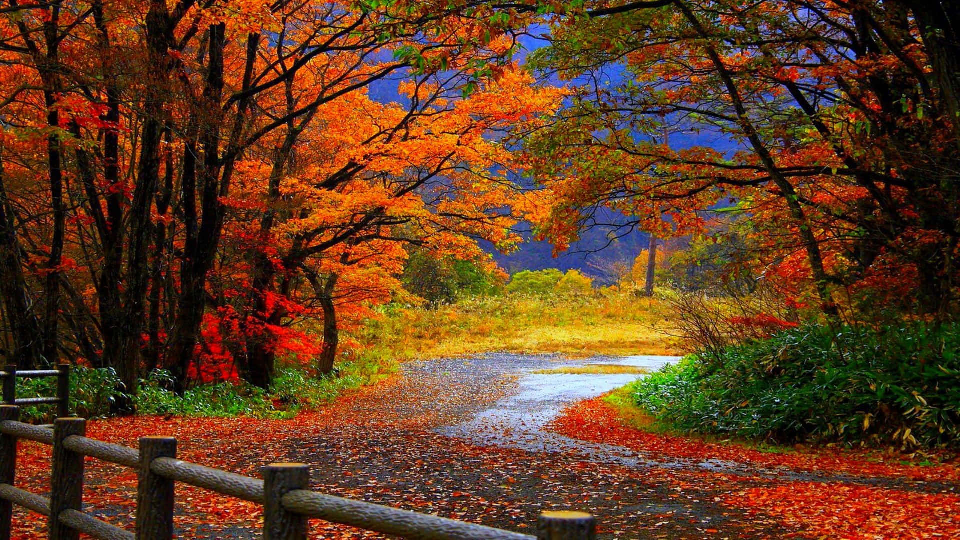 Captivating Trees And Path Trail Fall Laptop Wallpaper