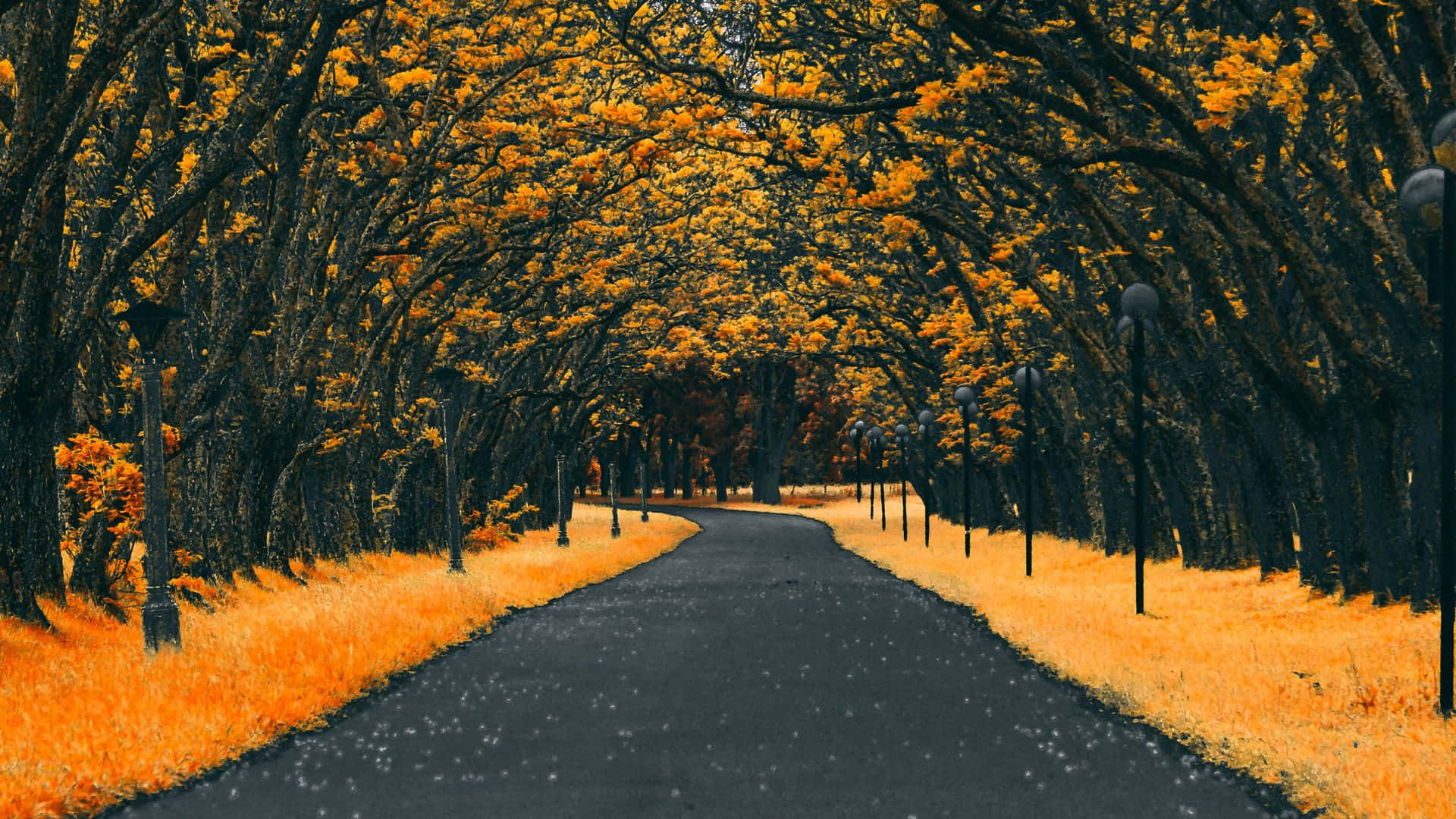 A Yellow Road Lined With Trees Wallpaper
