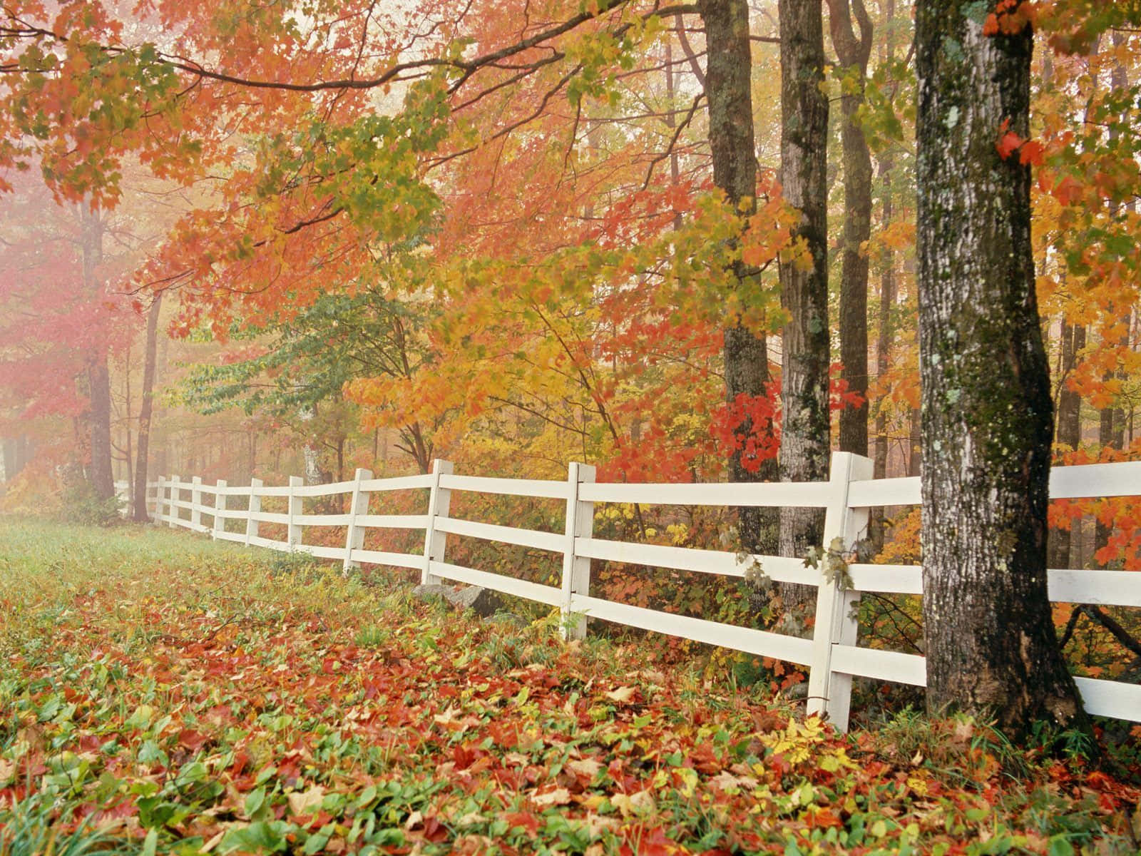 Bäumeumgeben Von Weißen Zäunen, Entzückende Herbsttapete Für Den Laptop. Wallpaper