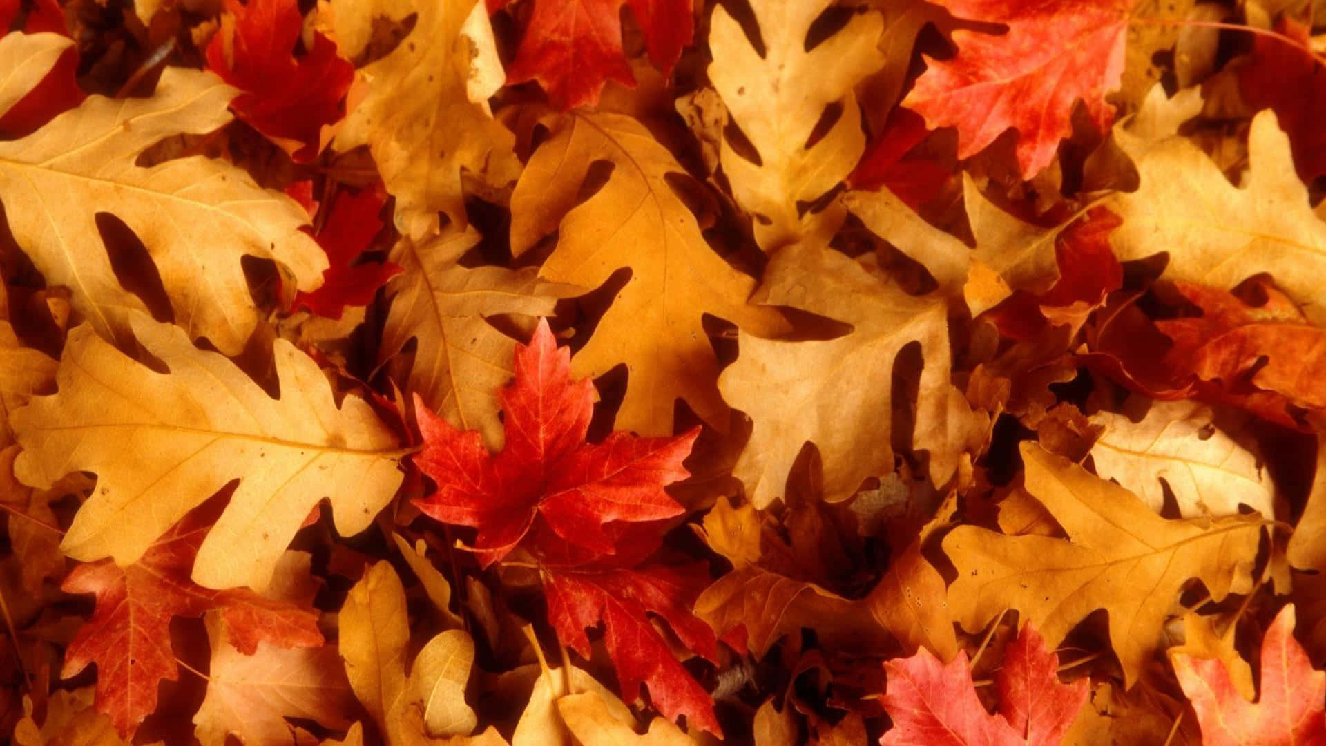 Unwind this Fall with a laptop to keep you connected Wallpaper