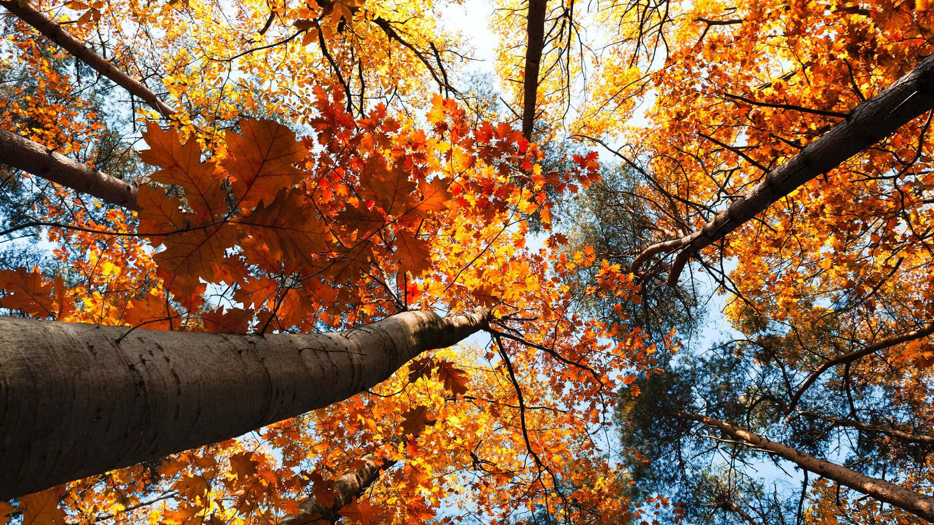 Atemberaubendebäume Wurm-perspektive Herbst Laptop Wallpaper