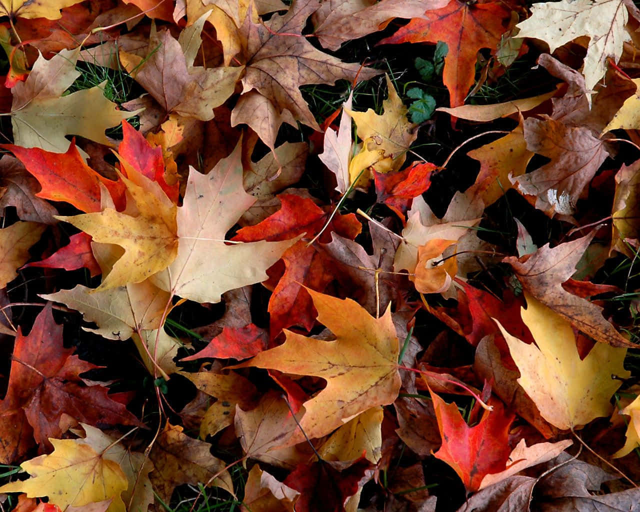 A colorful fall leaf with an artistic pattern of yellow and orange.