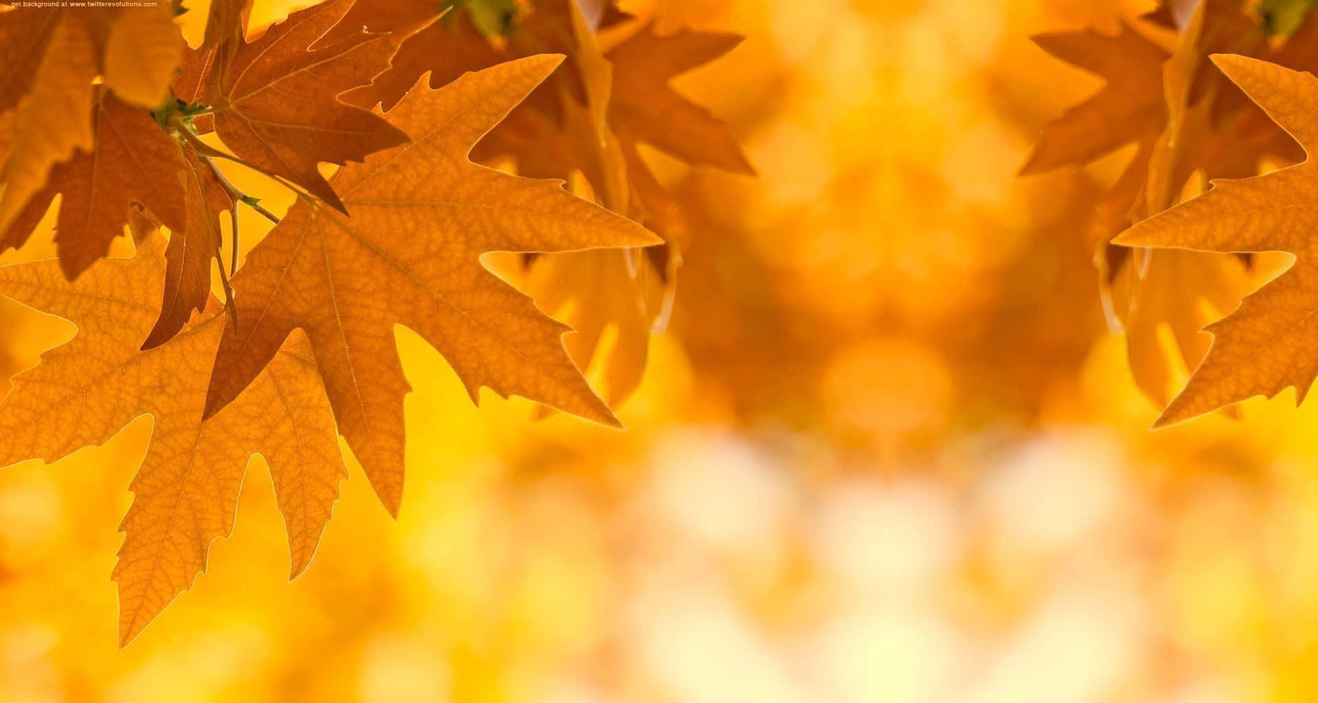 See the beauty of nature with these stunning fall leaves