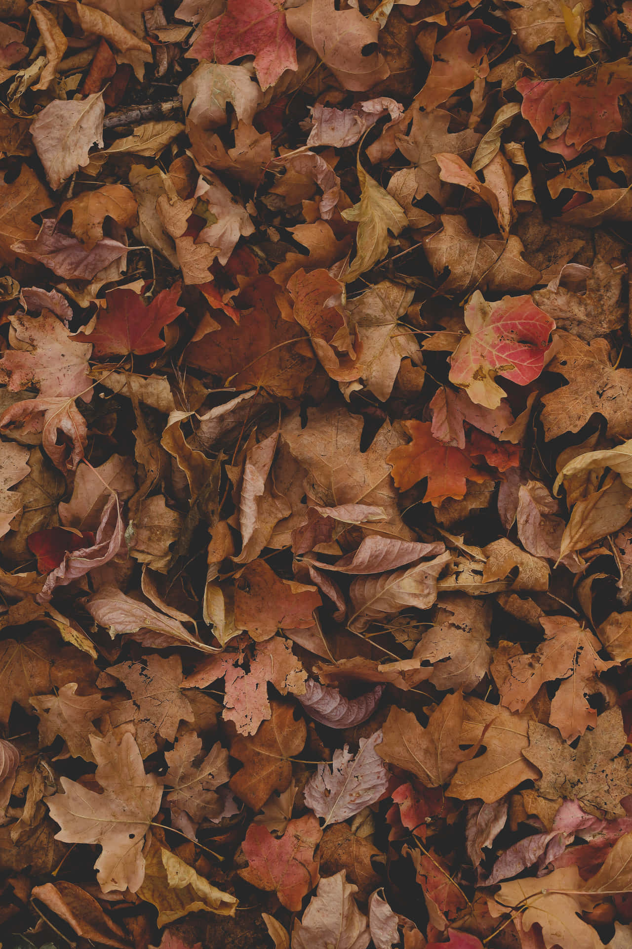 Unabrillante Foglia D'autunno Si Appende A Un Ramo In Mezzo A Un Paesaggio Autunnale Dorato.
