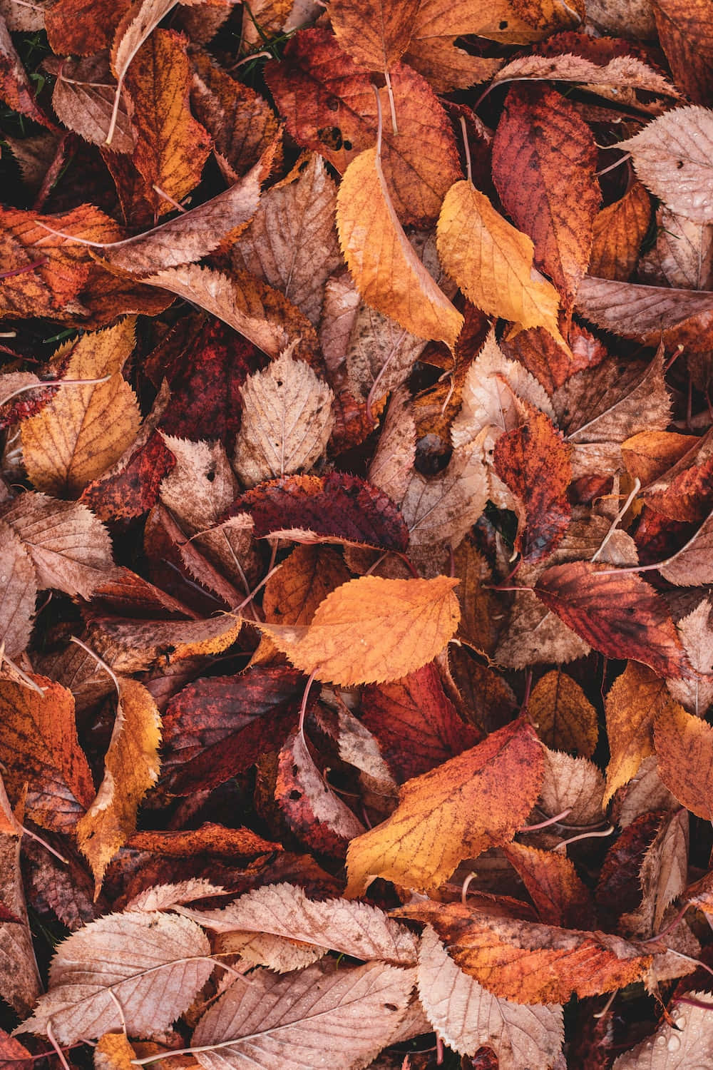 Unasingola Foglia Marrone E Gialla Dell'autunno Davanti A Uno Sfondo Sfocato Di Sfumature Arancioni E Gialle.