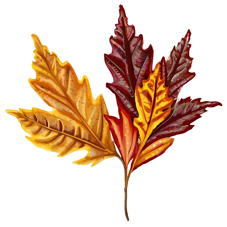 Fall Leaf Clipart Png 05252024 PNG