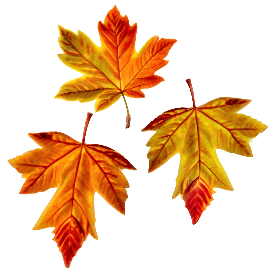 Fall Leaves A PNG