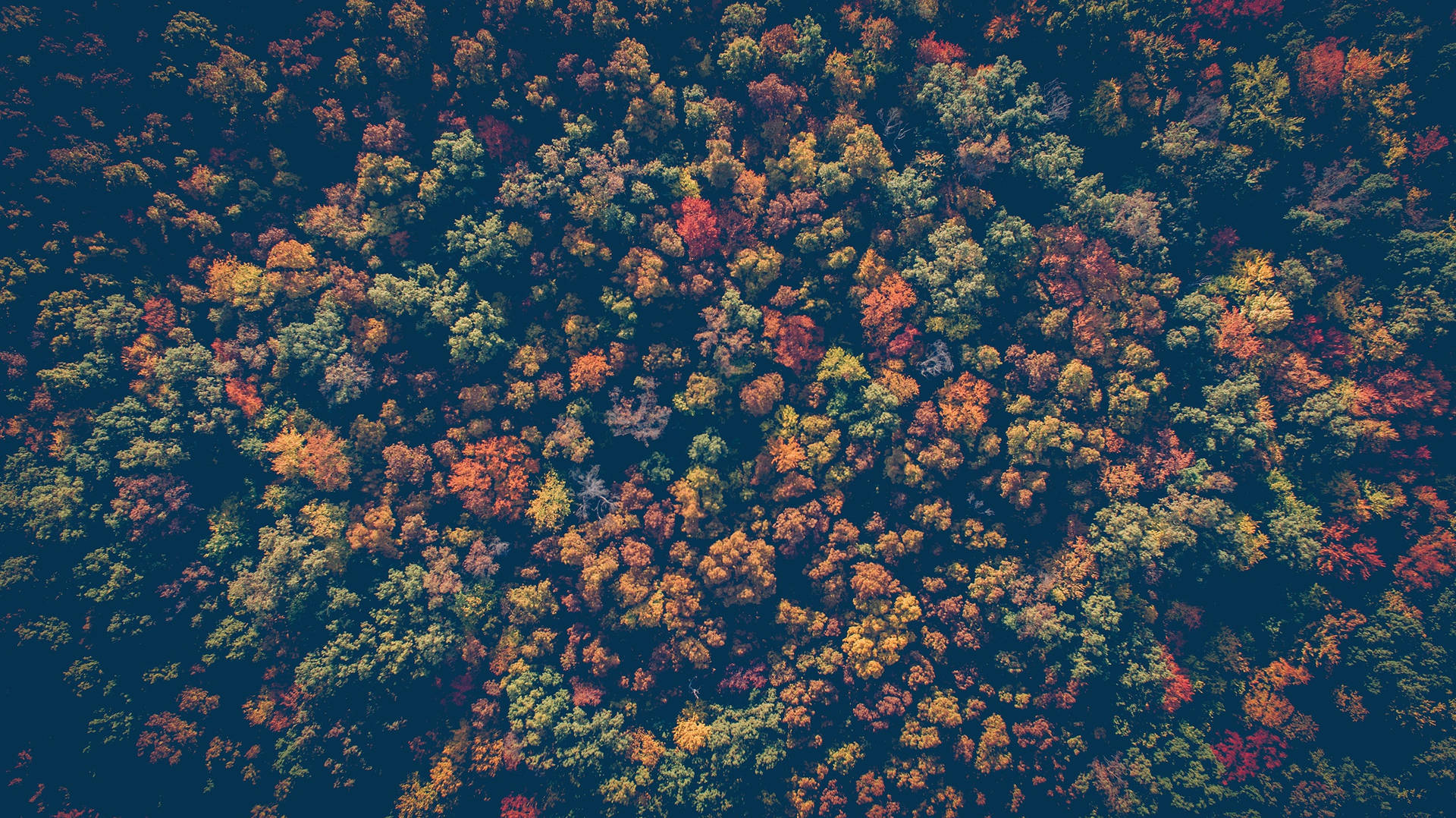 Fall Leaves Above Forest Wallpaper